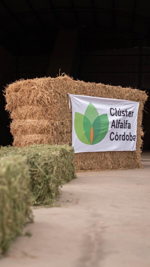 Más de 60 socios del Cluster de Alfalfa participaron de una visita técnica a Megafardos del Norte.